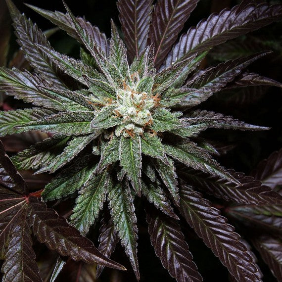 DNA Genetics LA Confidential Regular
