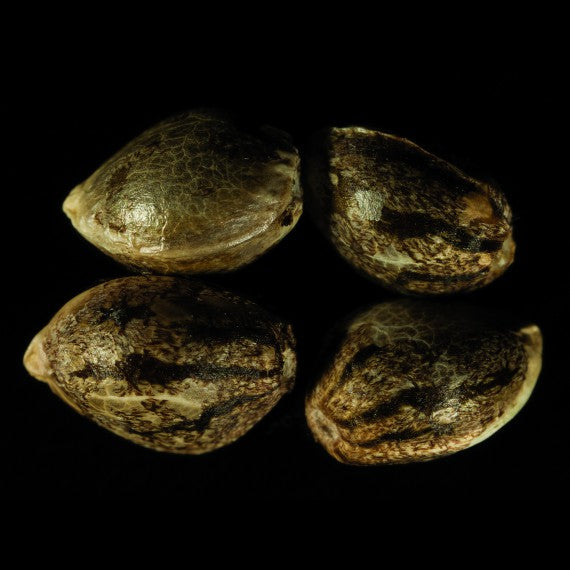 DNA Genetics LA Chocolate feminisiert