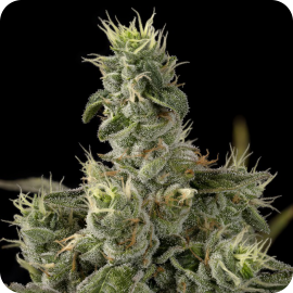 DNA Genetics Nicole Kush Feminisiert