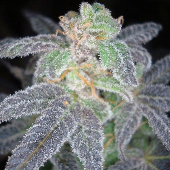 DNA Genetics Purple OG #18 Feminisiert