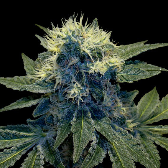 DNA Genetics Sharksbreath Feminisiert
