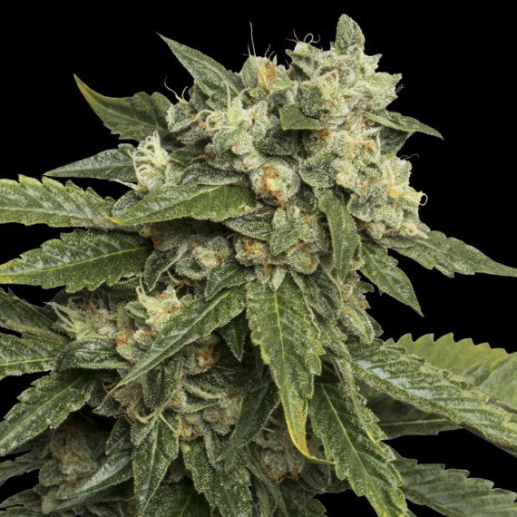 DNA Genetics Sour Kosher Feminisiert