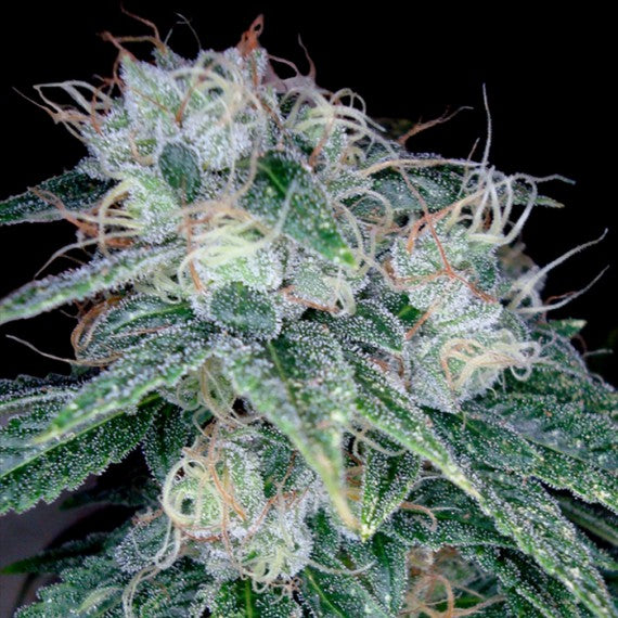 DNA Genetics Sour Diesel Feminisiert
