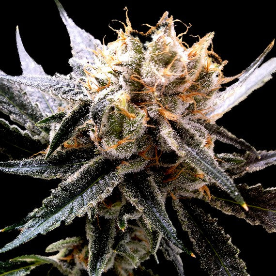 DNA Genetics Sour Tangie Feminisiert