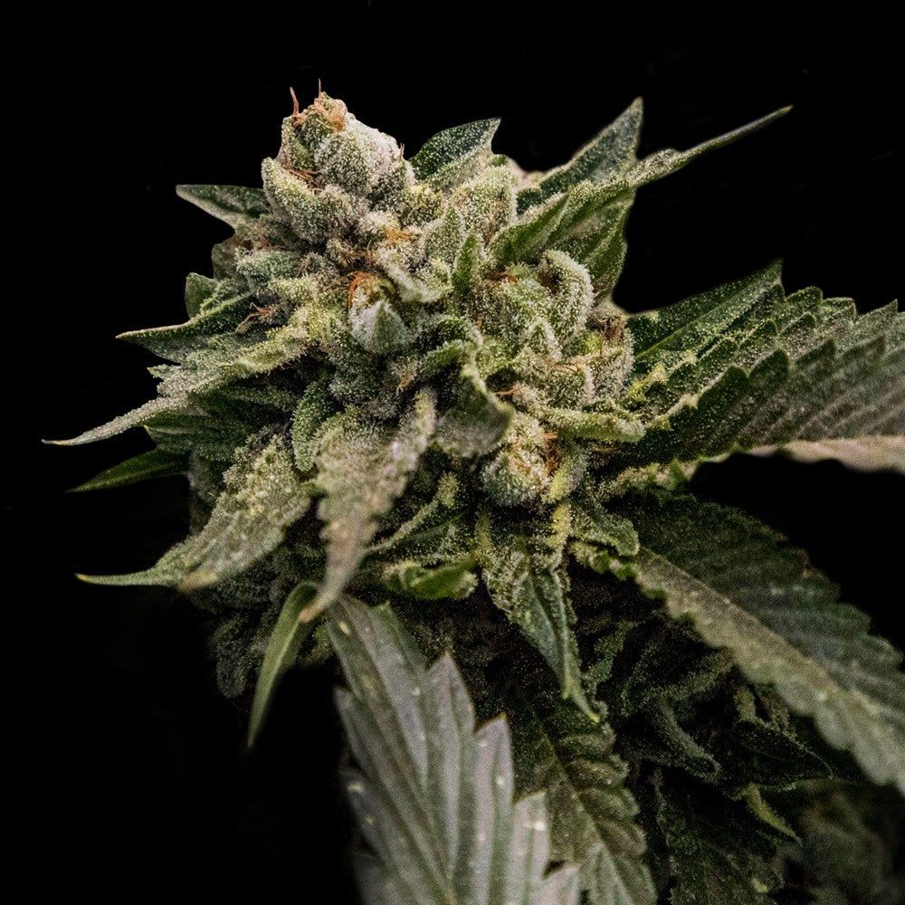 DNA Genetics Strawberry Sorbet Feminisiert