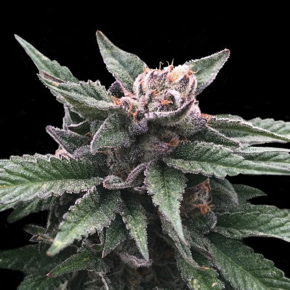 DNA Genetics Triple Scoop Feminisiert