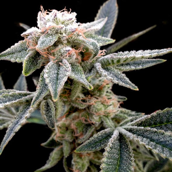 DNA Genetics White Alien Feminisiert