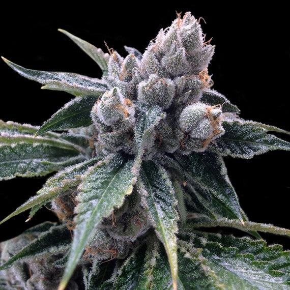 DNA Genetics White Walker Kush Feminisiert