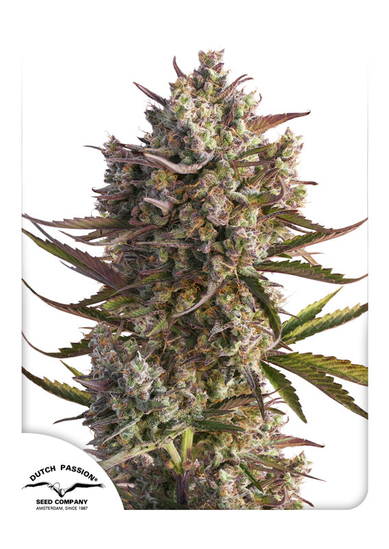 Dutch Passion Auto Blueberry