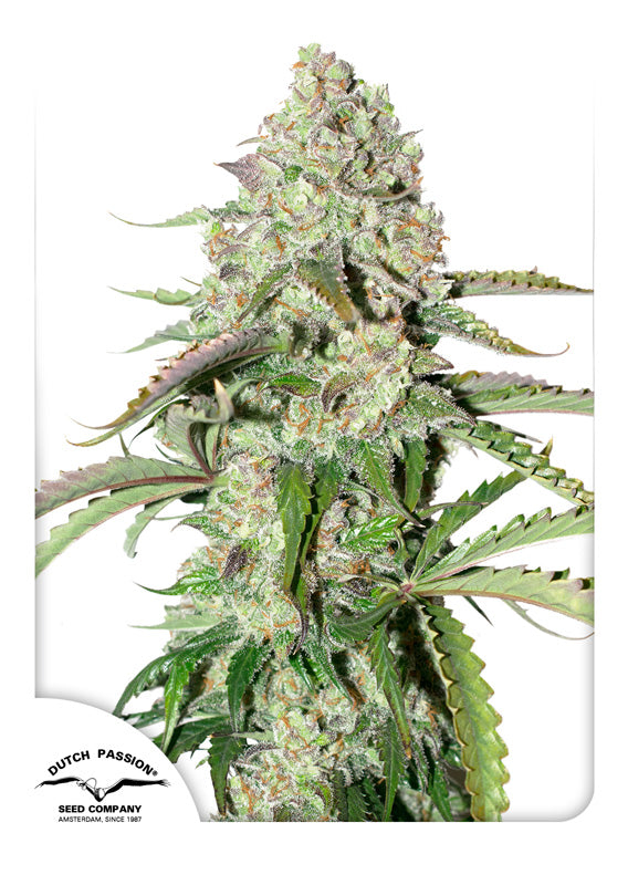 Dutch Passion Auto Colorado Cookies