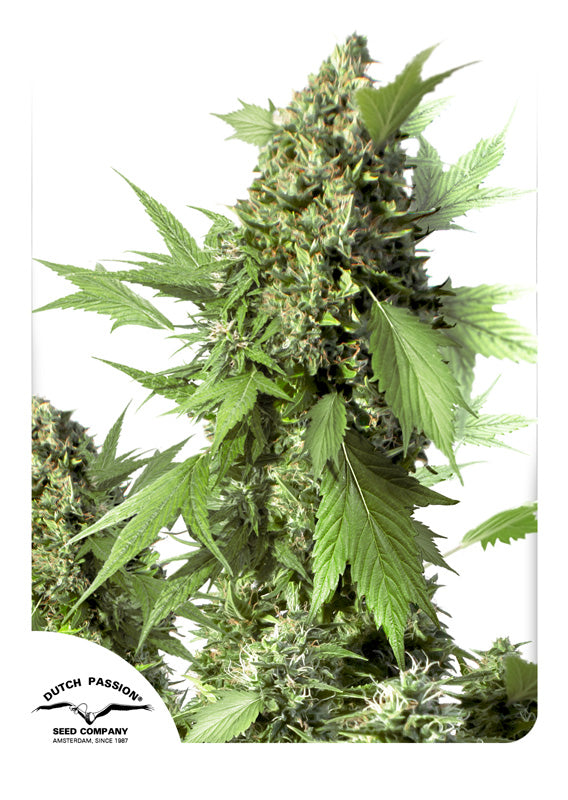 Dutch Passion Auto Duck
