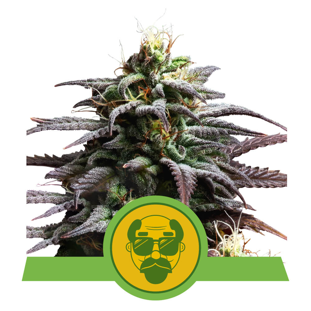 Royal Queen Seeds Grandaddy Purple Auto 5 Stk