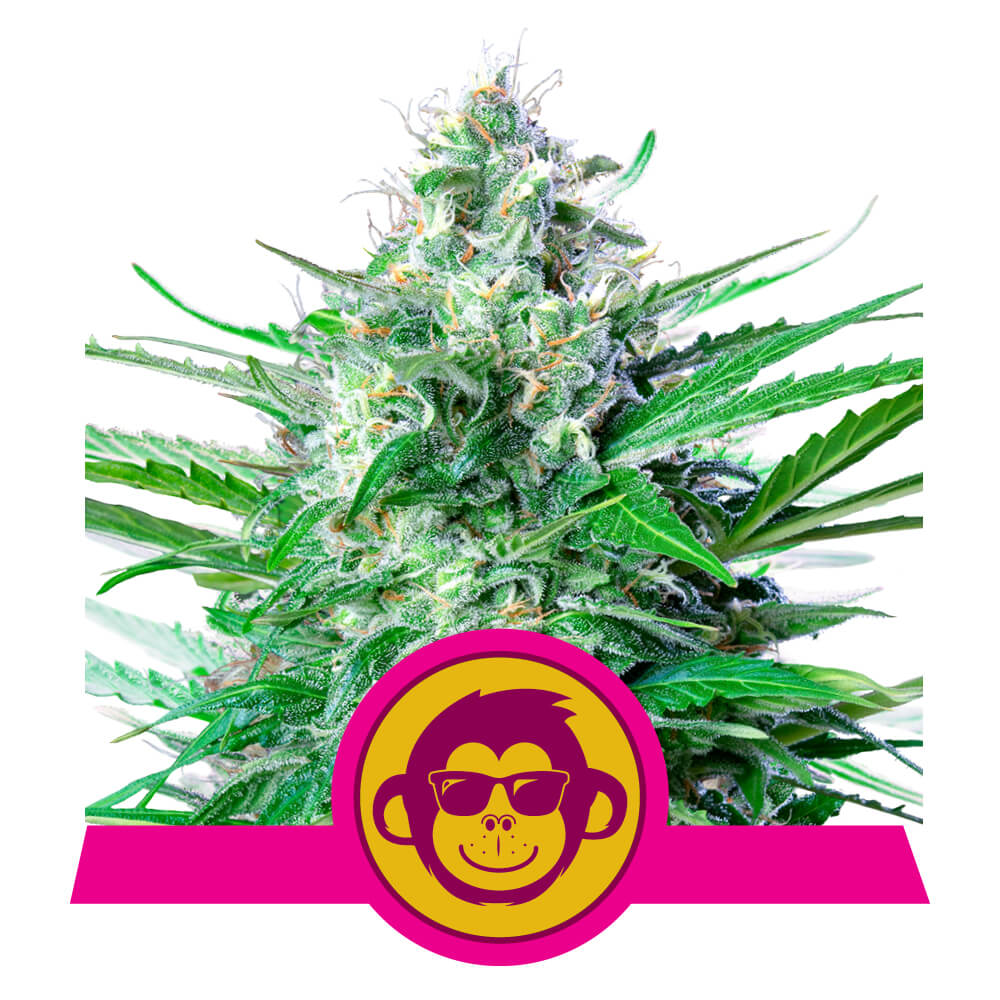 Royal Queen Seeds Grape Ape, Feminisiert, 3 Stk