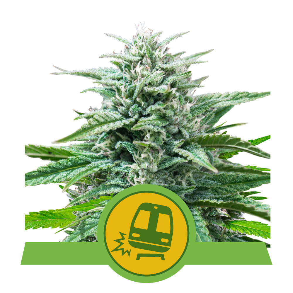 Royal Queen Seeds Trainwreck Auto, 10 Stk