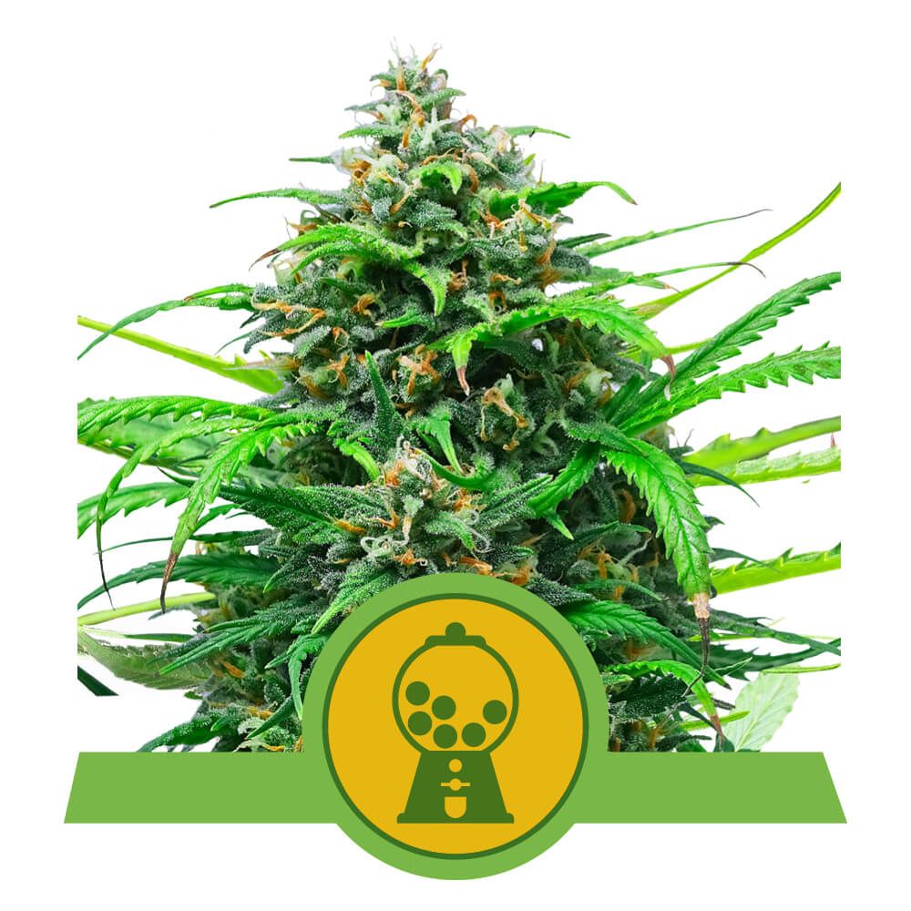 Royal Queen Seeds Pink Runtz Auto, 10 Stk