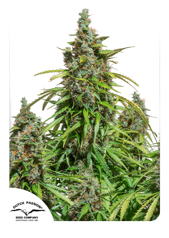 Dutch Passion Auto Mazar