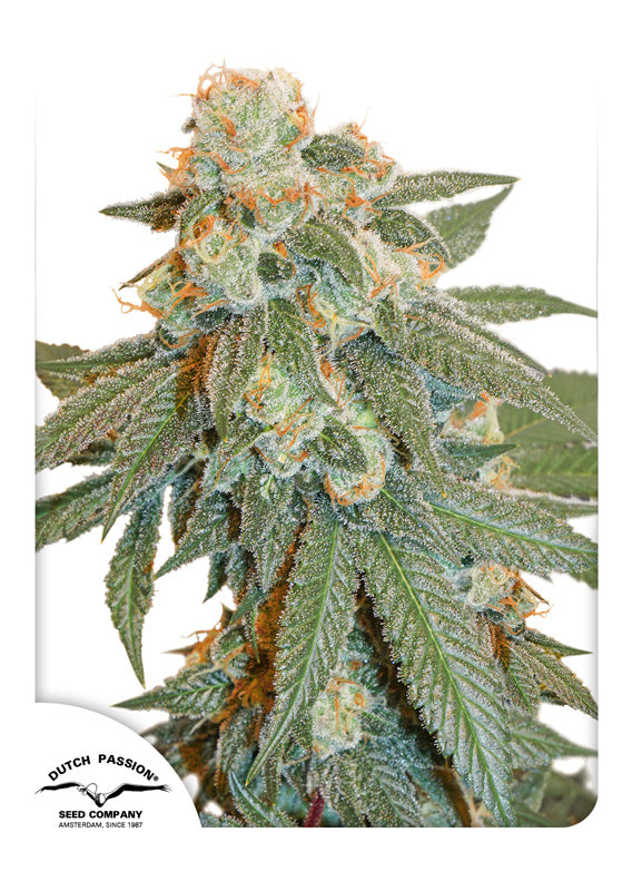 Dutch Passion Auto Orange Bu