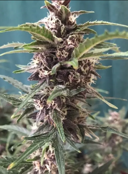 Blimburn Seeds Grizzly Purple Auto