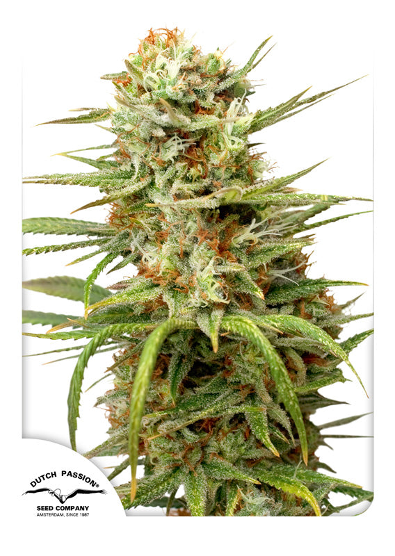 Dutch Passion Auto White Widow