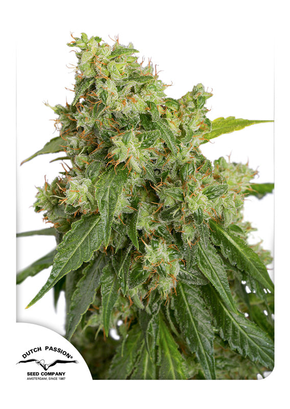 Dutch Passion Auto Xtreme