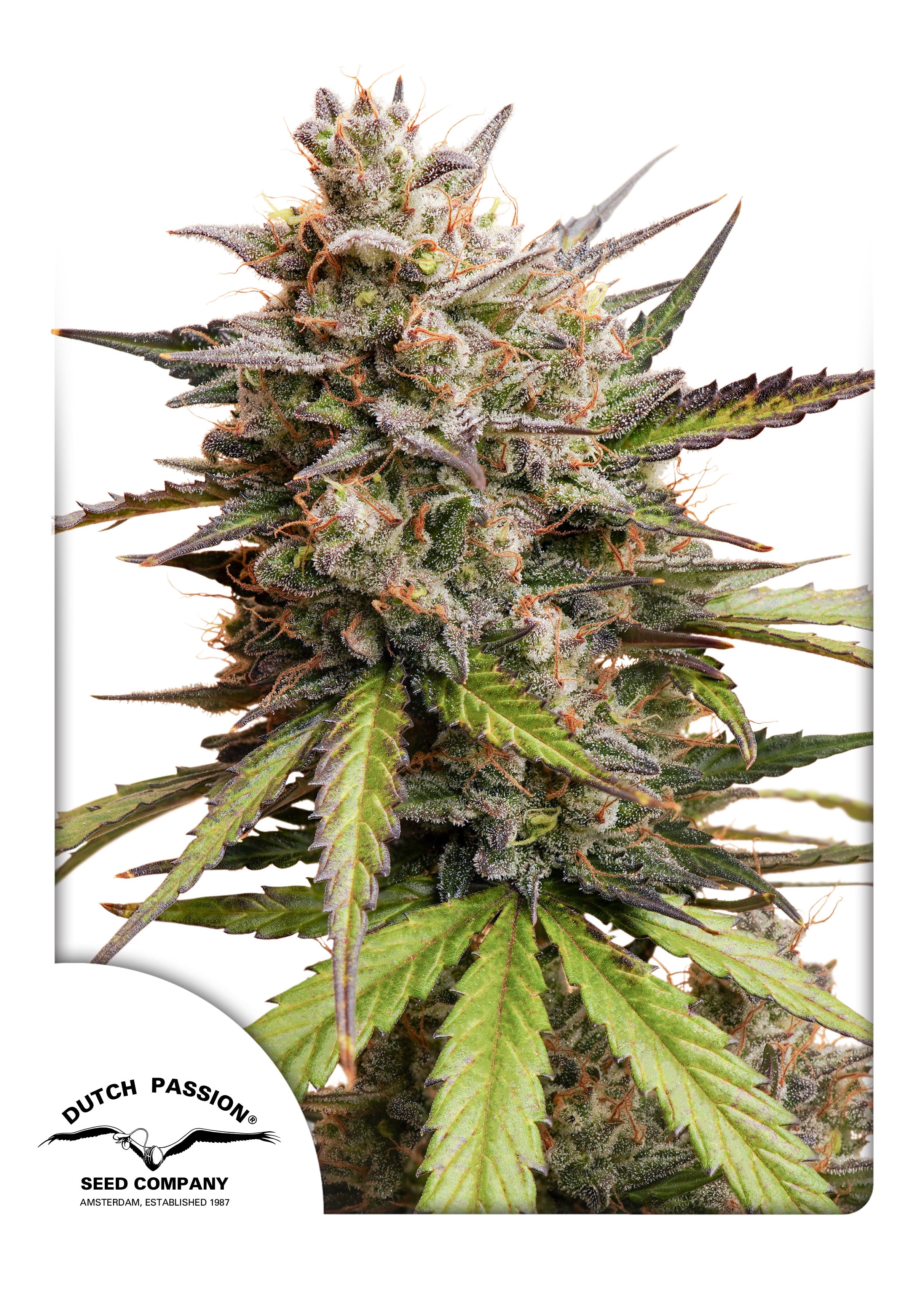 Dutch Passion Auto Melonade Runtz
