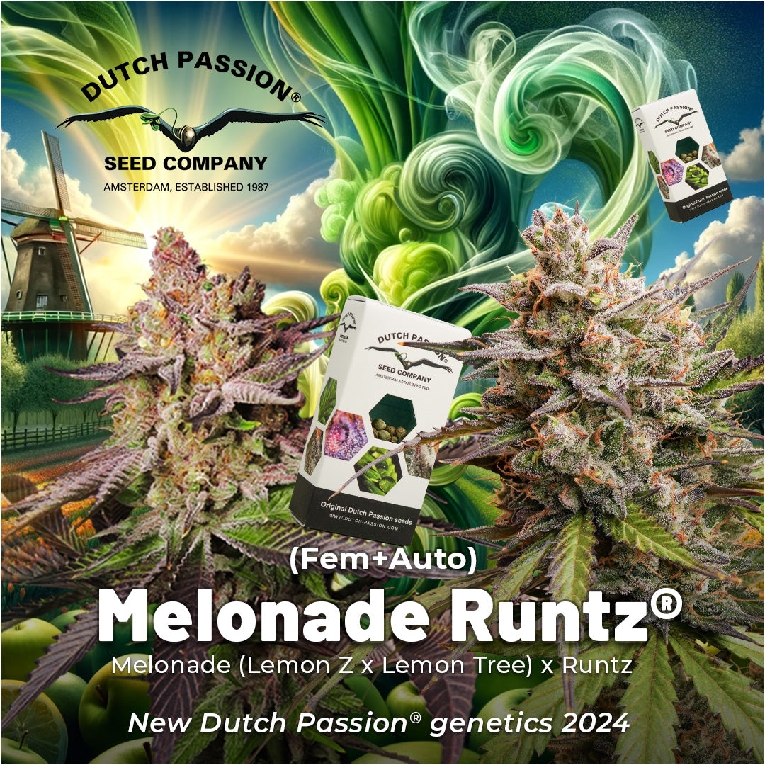 Dutch Passion Auto Melonade Runtz