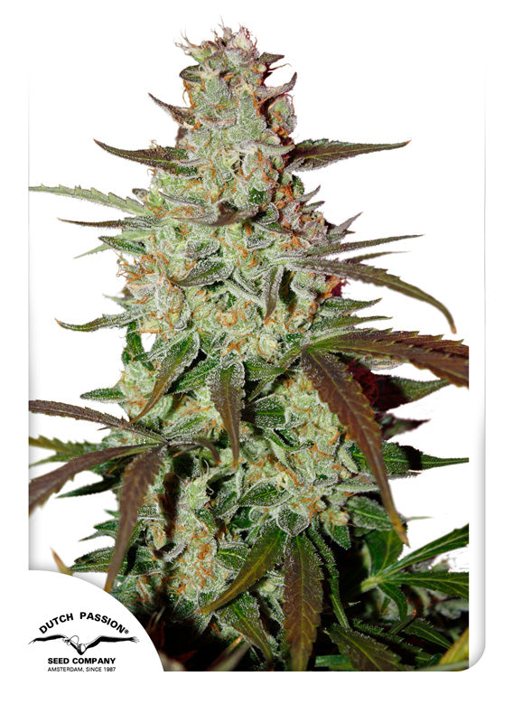 Dutch Passion Blue Auto Mazar