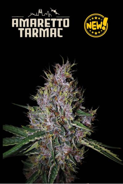 Seedstockers Amaretto Tarmac Auto