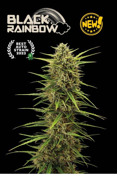 Seedstockers Black Rainbow Auto