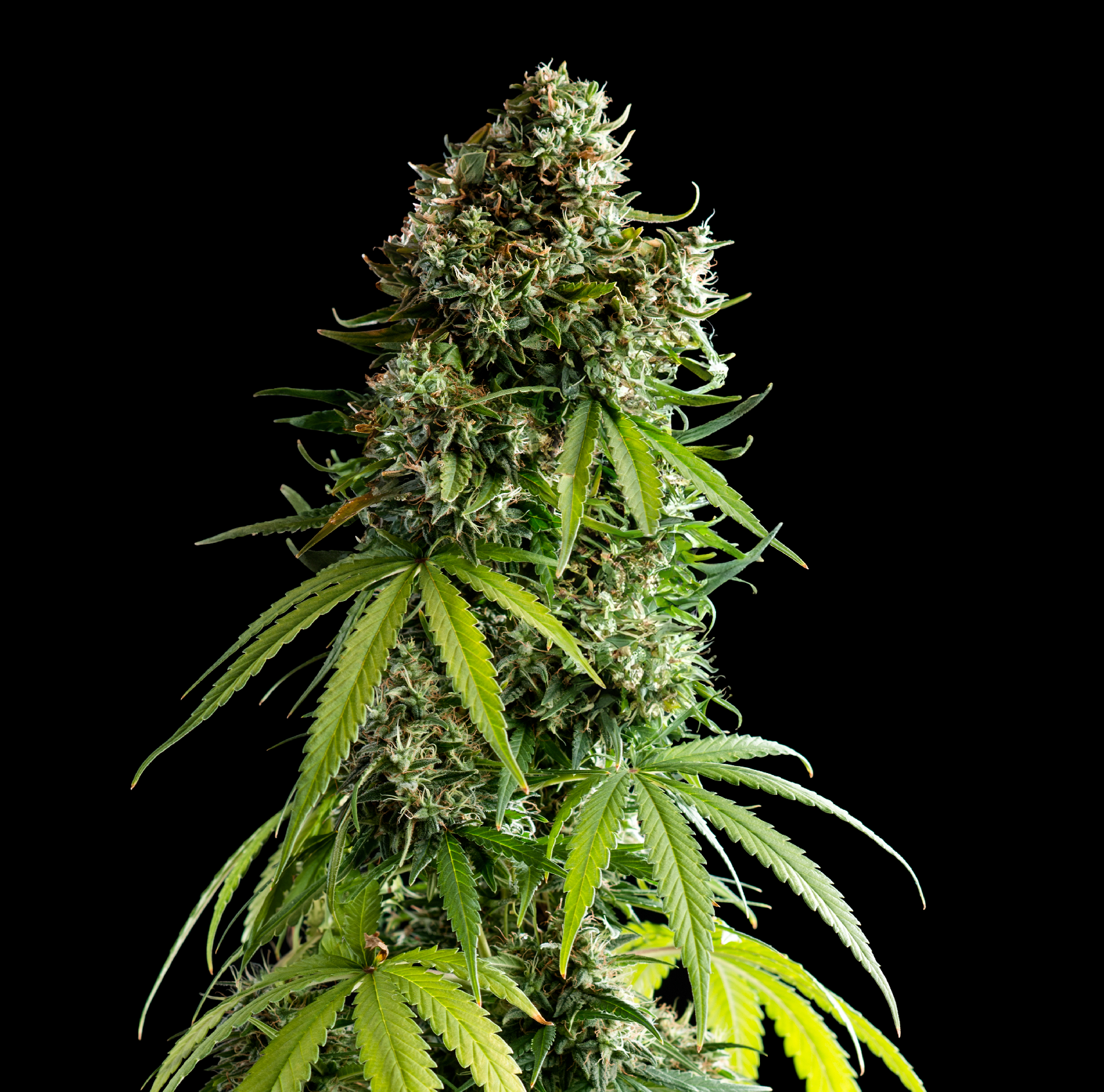 Royal Queen Seeds x Mike Tyson NYC Sour D Auto 10 Stk