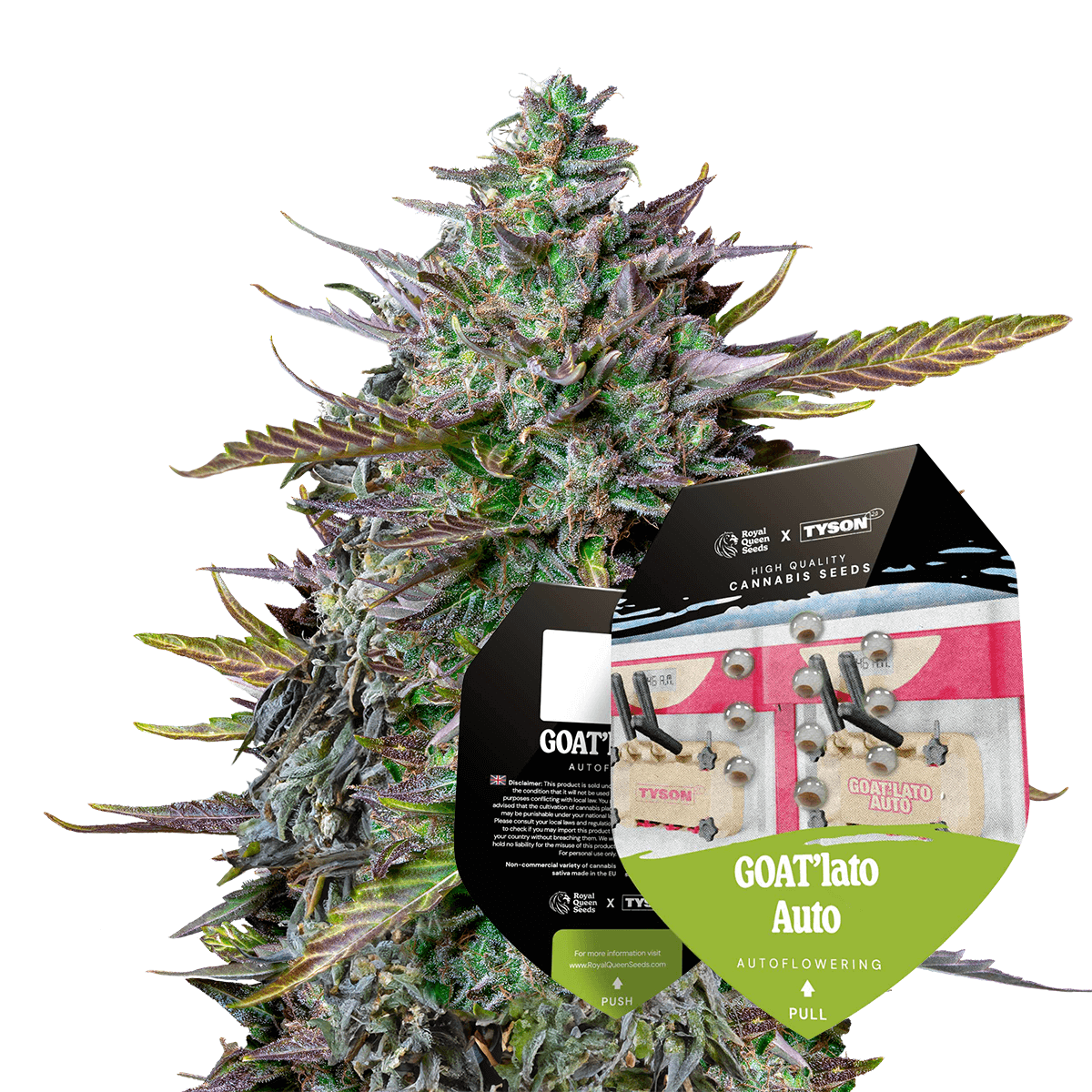 Royal Queen Seeds x Mike Tyson GOAT'lato Auto 10 Stk