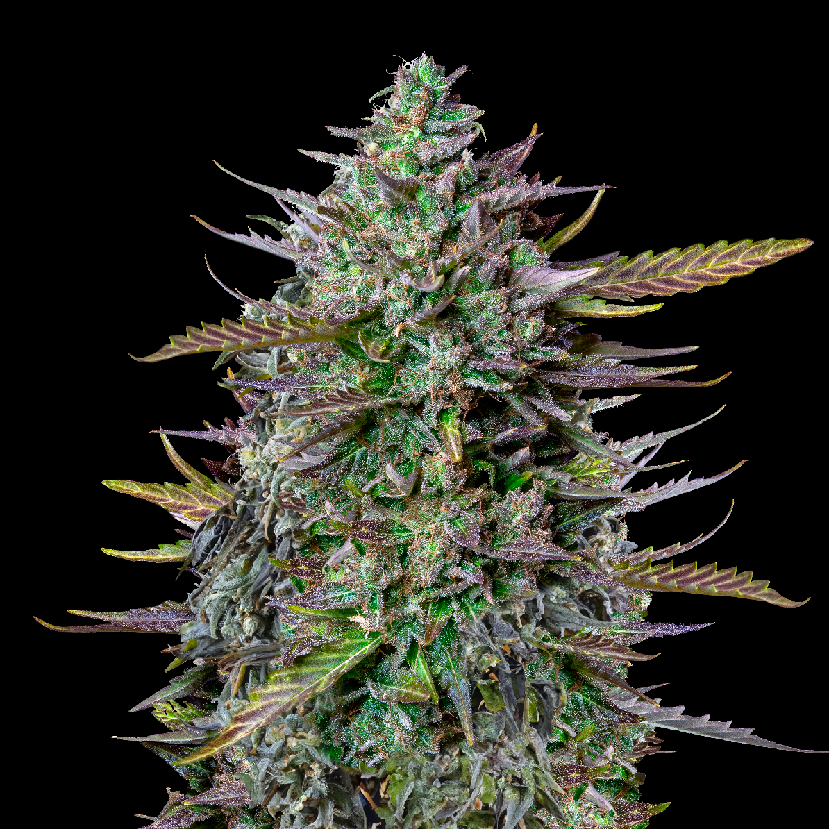 Royal Queen Seeds x Mike Tyson GOAT'lato Auto 5 Stk