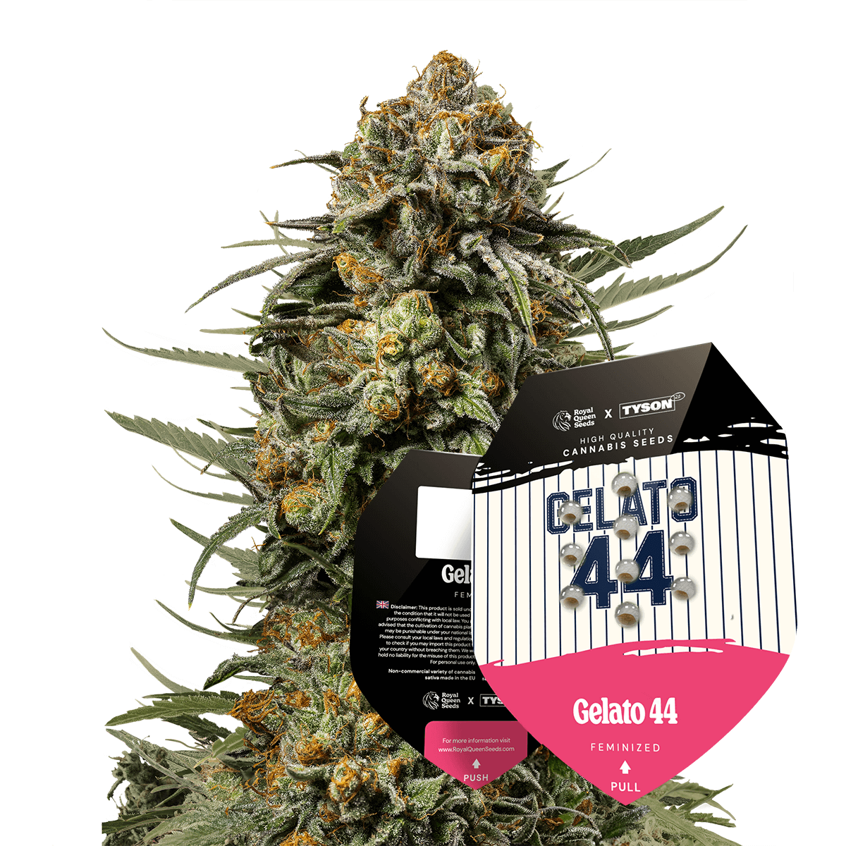 Royal Queen Seeds x Mike Tyson Gelato 44, Feminisiert, 10 Stk