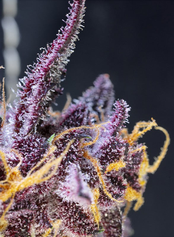 Sweet Seeds Auto Diablo Rojo XL 3+1 Stk