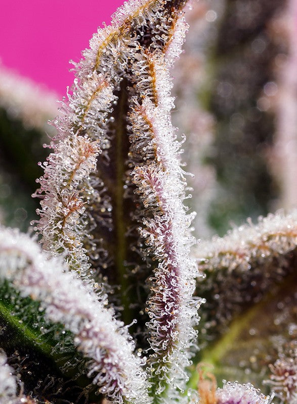 Sweet Seeds Auto Jealousy Z XL 3+1 Stk