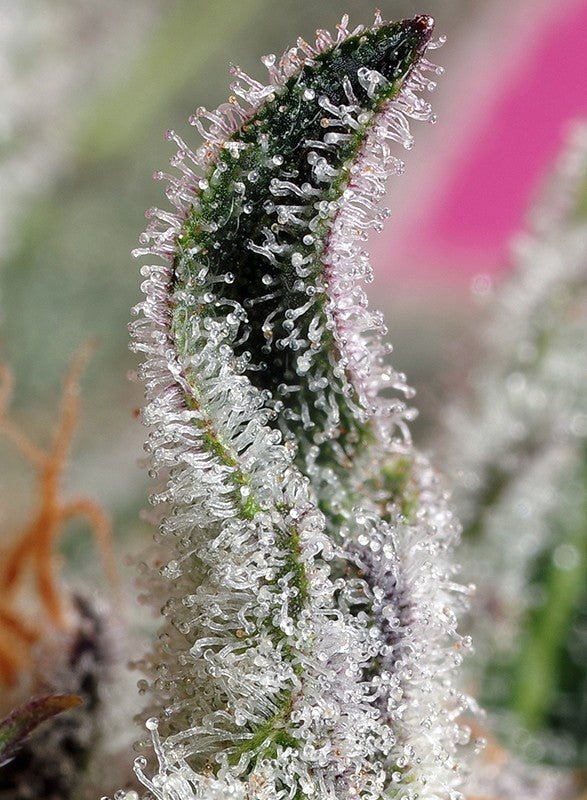 Sweet Seeds Auto Papaya Zoap 3+1 Stk