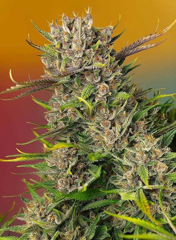 Sweet Seeds Auto Papaya Zoap 5+2 Stk