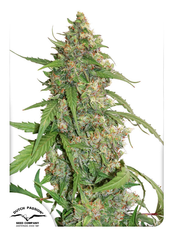 Dutch Passion CBD Auto Compassion Lime