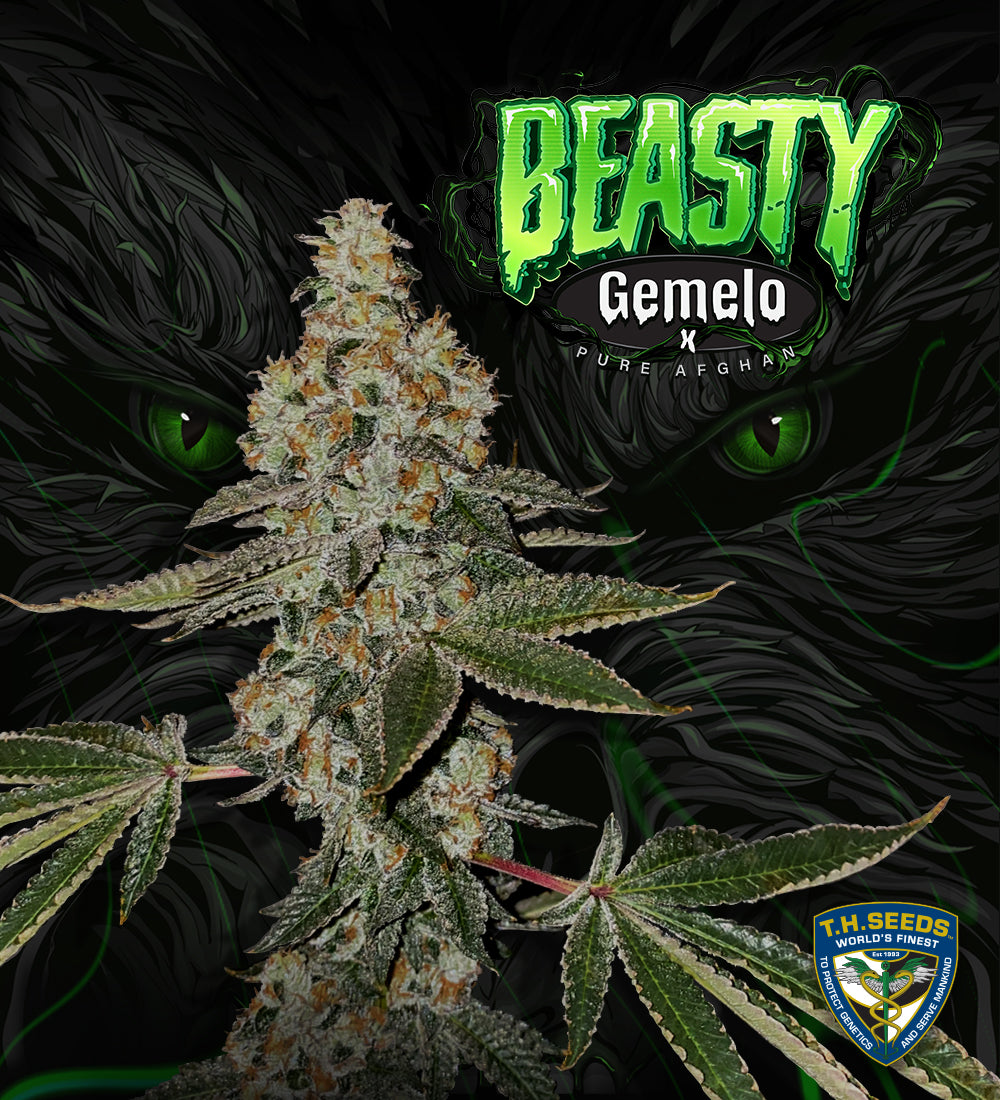TH Seeds Beasty Gemelo, Feminisiert, 2 Stk