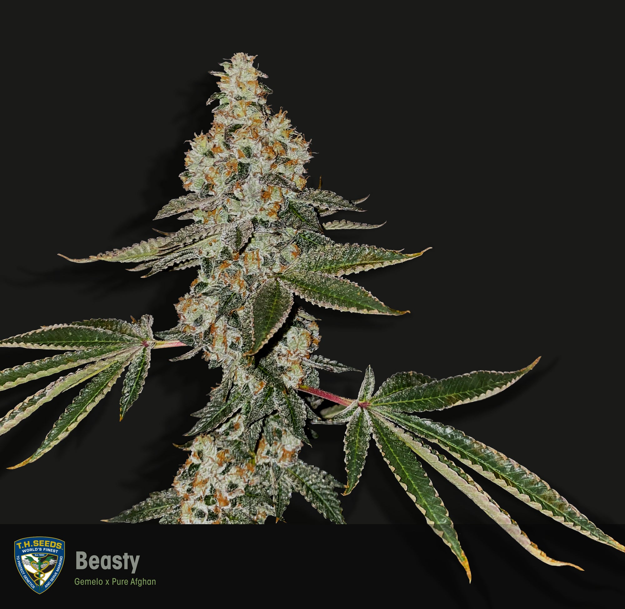 TH Seeds Beasty Gemelo, Feminisiert, 2 Stk