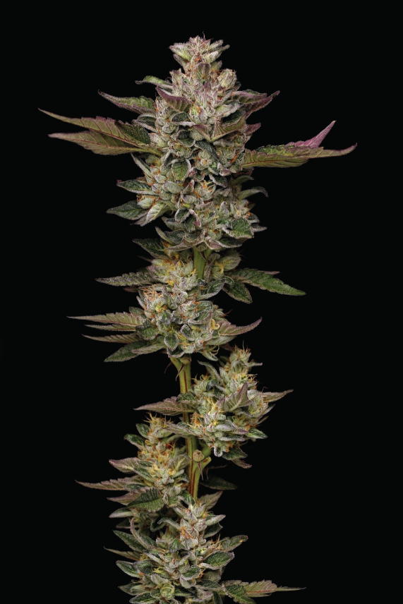 Humboldt Seed Company, Donutz, Feminisiert, 5 Stk