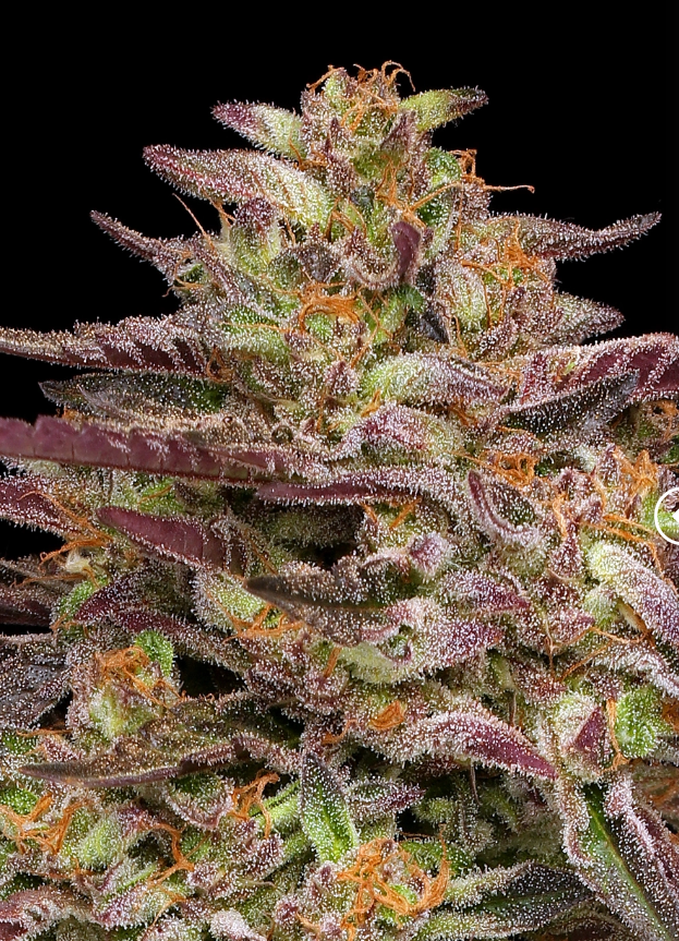 Humboldt Seed Company, COB Salad, Feminisiert, 5 Stk