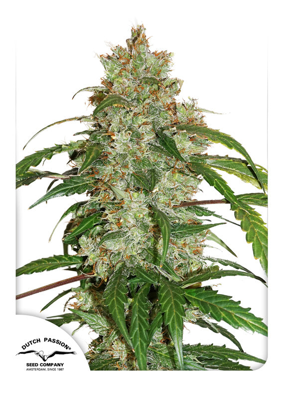 Dutch Passion CBD Auto White Widow