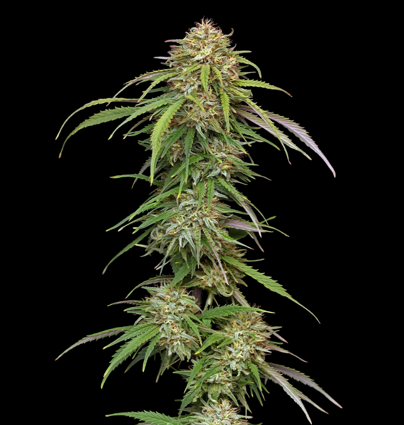 Humboldt Seed Company, Ed Rosenthals Super High Life, Feminisiert, 3 Stk