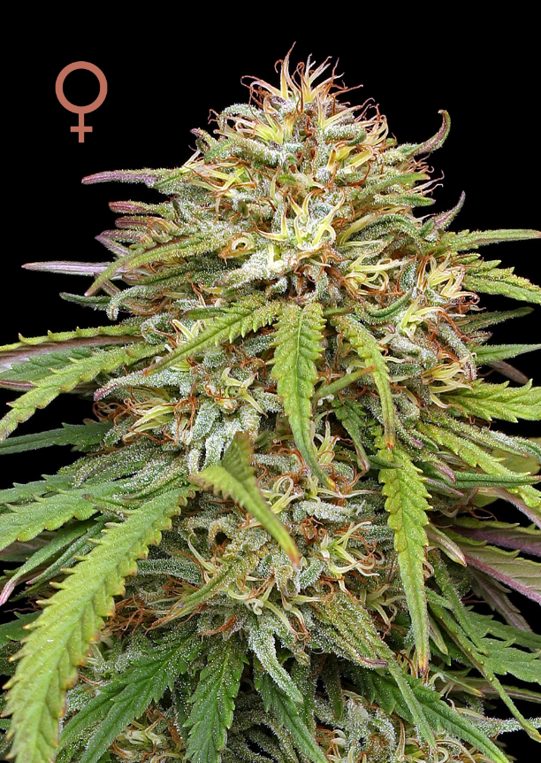 Humboldt Seed Company, Ed Rosenthals Super High Life, Feminisiert, 10 Stk