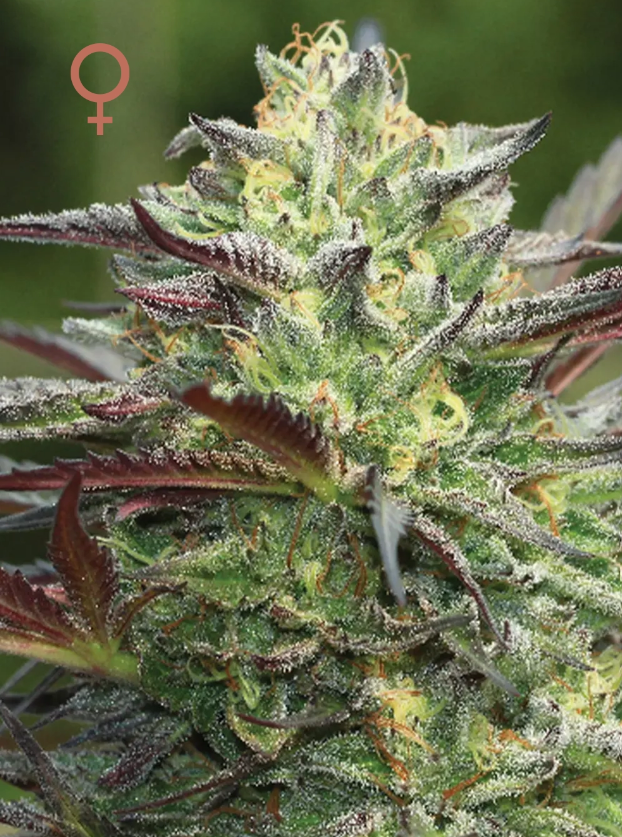 Humboldt Seed Company, GSCookies, Feminisiert, 5 Stk