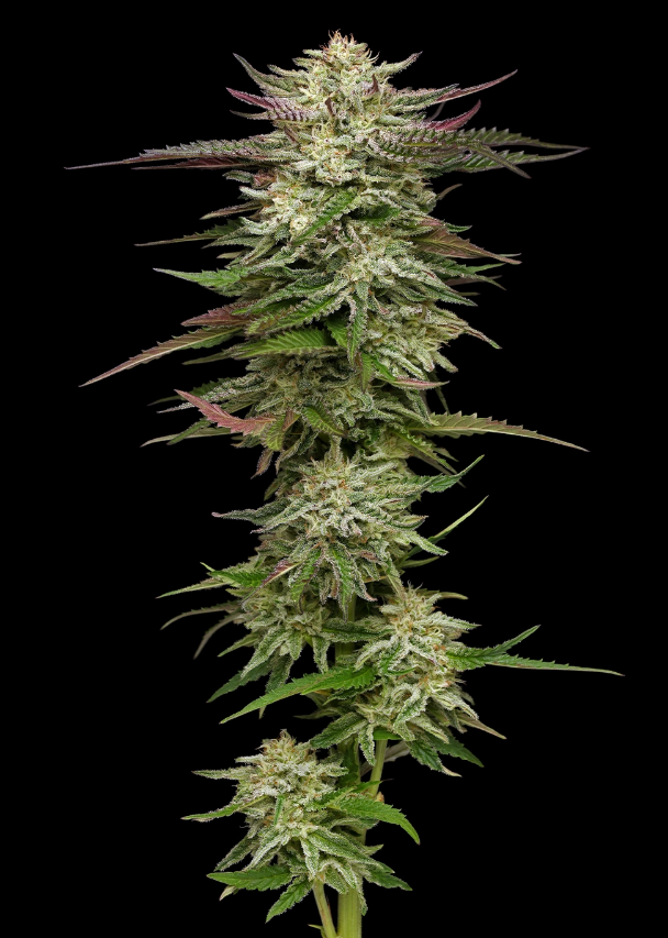 Humboldt Seed Company, Humboldt Stirnband, Feminisiert, 5 Stk