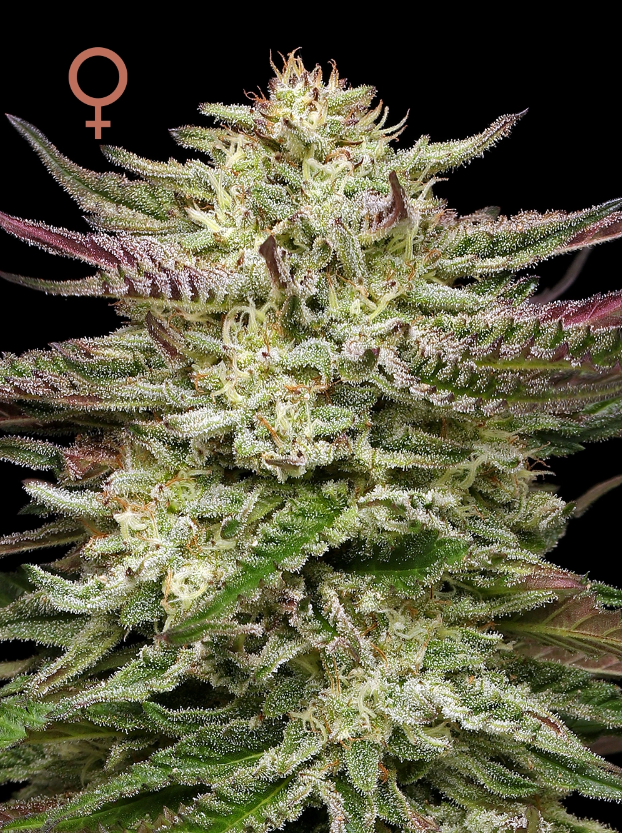 Humboldt Seed Company, Humboldt Stirnband, Feminisiert, 5 Stk