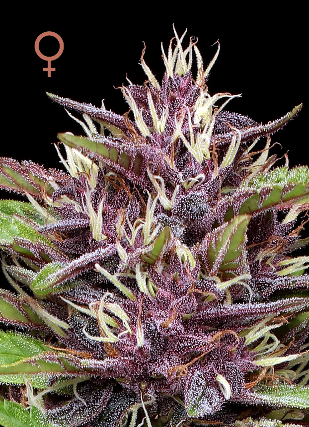 Humboldt Seed Company, PPD, Feminisiert, 10 Stk
