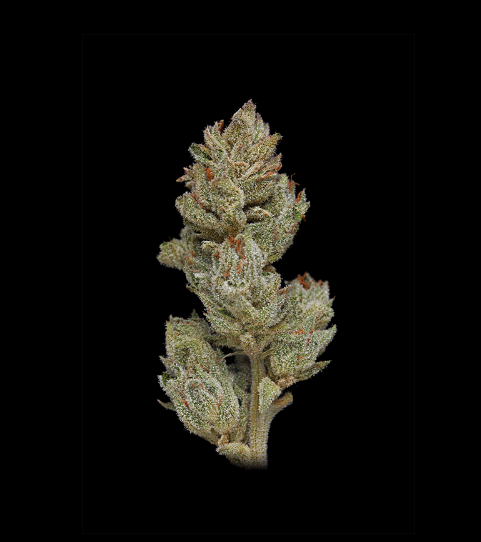 Humboldt Seed Company, Magic Melon Auto 10 Stk